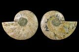 Agate Replaced Ammonite Fossil - Madagascar #158331-1